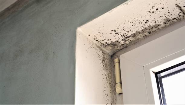 Best Environmental Consulting for Mold Prevention  in Windber, PA