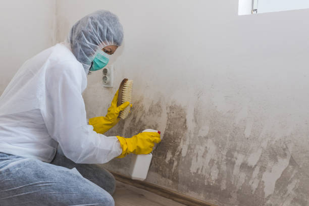 Best Emergency Mold Remediation  in Windber, PA