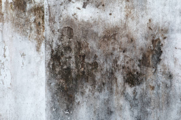 Best Mold Damage Restoration  in Windber, PA