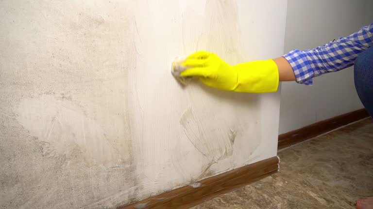 Best Dehumidification Services  in Windber, PA
