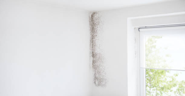 Reliable Windber, PA Mold Removal Solutions