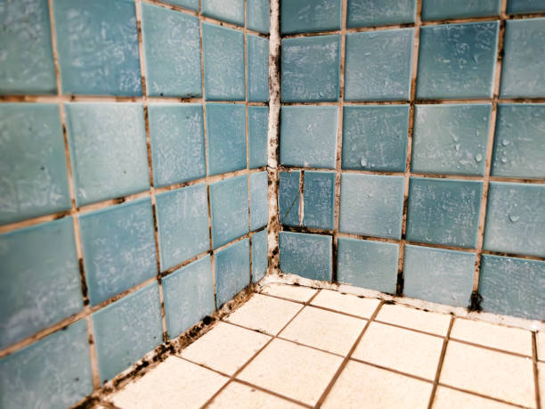 Best Post-Construction Mold Inspection  in Windber, PA