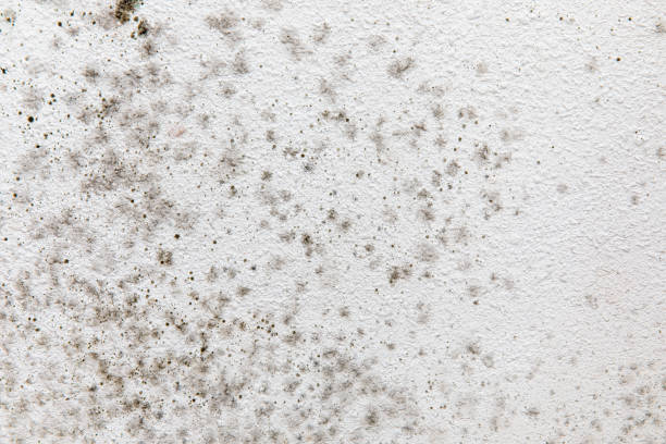 Best Comprehensive Air Testing for Mold Contaminants  in Windber, PA