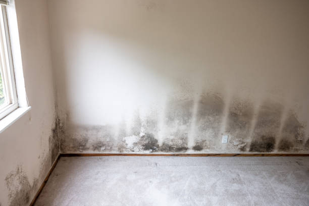 Best Airborne Mold Testing  in Windber, PA
