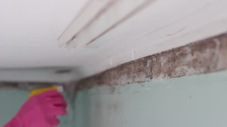 Best Mold Remediation for Healthcare Facilities  in Windber, PA